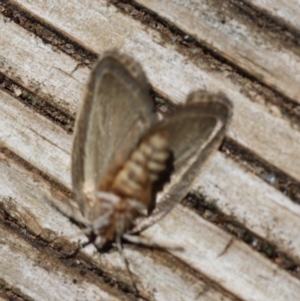 Philobota philostaura at Hughes, ACT - 22 Jan 2024