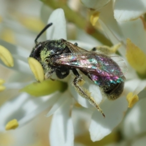 Lasioglossum sp. (genus) at Red Hill to Yarralumla Creek - 23 Jan 2024