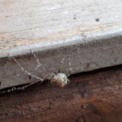 Cryptachaea gigantipes (White porch spider) at Watson, ACT - 23 Jan 2024 by AniseStar