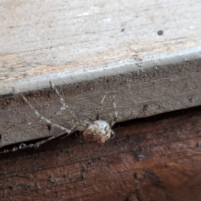 Cryptachaea gigantipes (White porch spider) at Watson, ACT - 22 Jan 2024 by AniseStar