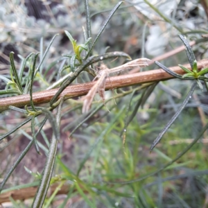 Platyptilia celidotus at Watson, ACT - 22 Jan 2024 04:43 PM