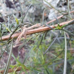 Platyptilia celidotus at Watson, ACT - 22 Jan 2024