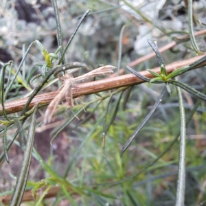 Platyptilia celidotus at Watson, ACT - 22 Jan 2024 04:43 PM