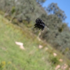 Austracantha minax (Christmas Spider, Jewel Spider) at Isaacs Ridge - 20 Jan 2024 by Mike