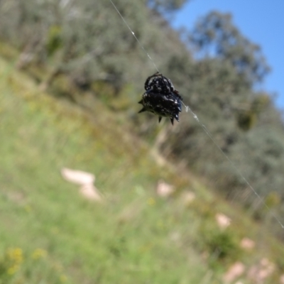 Austracantha minax (Christmas Spider, Jewel Spider) at Isaacs, ACT - 20 Jan 2024 by Mike