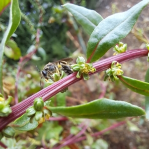 Lasioglossum (Chilalictus) sp. (genus & subgenus) at Watson, ACT - 22 Jan 2024