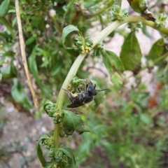 Lasioglossum (Chilalictus) sp. (genus & subgenus) at Watson, ACT - 22 Jan 2024