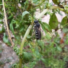 Lasioglossum (Chilalictus) sp. (genus & subgenus) at Watson, ACT - 22 Jan 2024