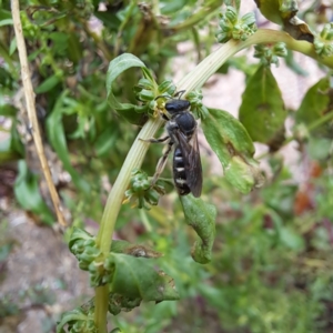 Lasioglossum (Chilalictus) sp. (genus & subgenus) at Watson, ACT - 22 Jan 2024 04:32 PM