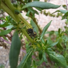 Lasioglossum (Chilalictus) sp. (genus & subgenus) at Watson, ACT - 22 Jan 2024 04:32 PM