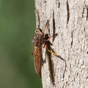 Colepia rufiventris at Mount Ainslie - 18 Jan 2024