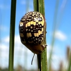 Paropsis pictipennis (Tea-tree button beetle) at Lake Burley Griffin Central/East - 23 Jan 2024 by Pirom