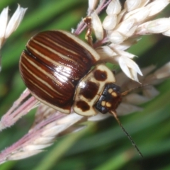 Paropsisterna lignea (Lignea leaf beetle) at Kosciuszko National Park - 19 Jan 2024 by Harrisi