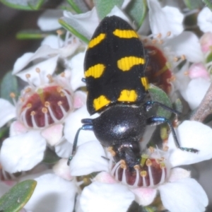 Castiarina australasiae at Kosciuszko National Park - 20 Jan 2024