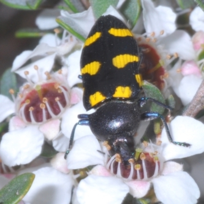 Castiarina australasiae (A jewel beetle) at Wilsons Valley, NSW - 19 Jan 2024 by Harrisi