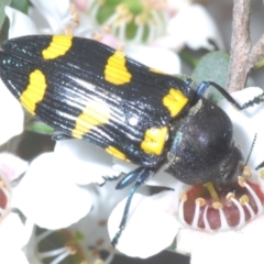 Castiarina australasiae at Kosciuszko National Park - 20 Jan 2024