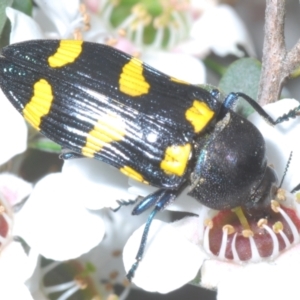 Castiarina australasiae at Kosciuszko National Park - 20 Jan 2024