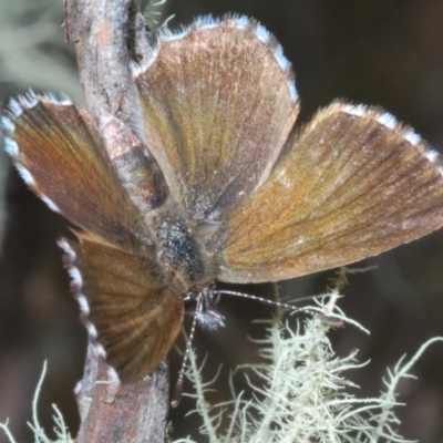 Neolucia agricola (Fringed Heath-blue) at Kosciuszko National Park - 20 Jan 2024 by Harrisi