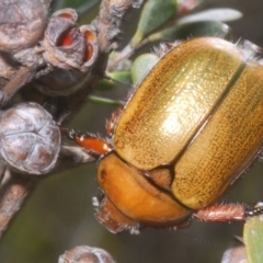 Anoplognathus suturalis at Kosciuszko National Park - 20 Jan 2024 11:15 AM