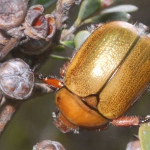 Anoplognathus suturalis at Kosciuszko National Park - 20 Jan 2024 11:15 AM