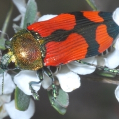Castiarina deyrollei (A jewel beetle) at Wilsons Valley, NSW - 20 Jan 2024 by Harrisi