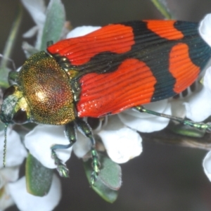 Castiarina deyrollei at Kosciuszko National Park - 20 Jan 2024