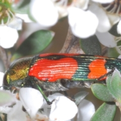 Castiarina deyrollei at Kosciuszko National Park - 20 Jan 2024 11:46 AM