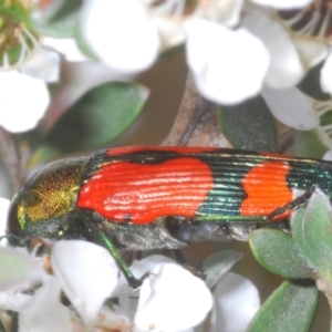 Castiarina deyrollei at Kosciuszko National Park - 20 Jan 2024 11:46 AM