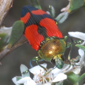 Castiarina deyrollei at Kosciuszko National Park - 20 Jan 2024 11:46 AM