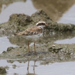 Charadrius melanops (Black-fronted Dotterel) at Fyshwick, ACT - 23 Jan 2024 by RodDeb