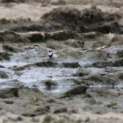 Charadrius melanops at Fyshwick, ACT - 23 Jan 2024 12:44 PM