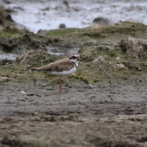 Charadrius melanops at Fyshwick, ACT - 23 Jan 2024 12:44 PM