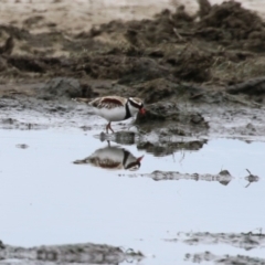 Charadrius melanops at Fyshwick, ACT - 23 Jan 2024 12:44 PM