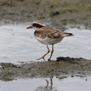 Charadrius melanops at Fyshwick, ACT - 23 Jan 2024 12:44 PM