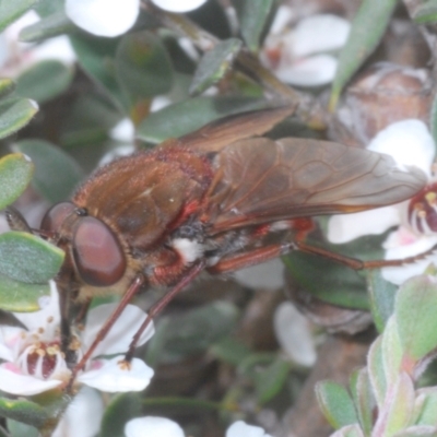 Pelecorhynchus rubidus (Ruby pelecorhynid) at Kosciuszko National Park - 20 Jan 2024 by Harrisi