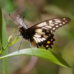 Papilio anactus (Dainty Swallowtail) at Fyshwick, ACT - 23 Jan 2024 by RodDeb