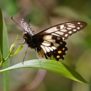 Papilio anactus at Jerrabomberra Wetlands - 23 Jan 2024 01:48 PM