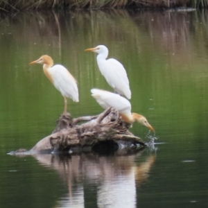 Bubulcus coromandus at Jerrabomberra Wetlands - 23 Jan 2024 01:00 PM