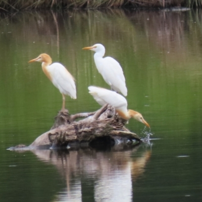 Bubulcus coromandus (Eastern Cattle Egret) at Jerrabomberra Wetlands - 23 Jan 2024 by RodDeb