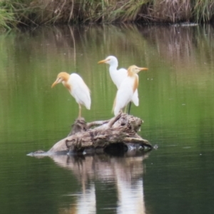 Bubulcus coromandus at Jerrabomberra Wetlands - 23 Jan 2024