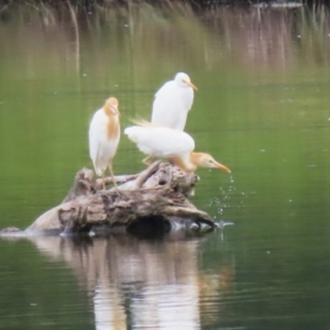 Bubulcus coromandus at Jerrabomberra Wetlands - 23 Jan 2024