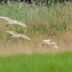 Bubulcus coromandus at Jerrabomberra Wetlands - 23 Jan 2024 01:00 PM