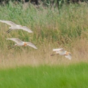 Bubulcus coromandus at Jerrabomberra Wetlands - 23 Jan 2024 01:00 PM