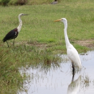 Ardea alba at Jerrabomberra Wetlands - 23 Jan 2024 12:18 PM