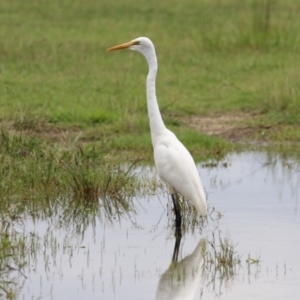 Ardea alba at Jerrabomberra Wetlands - 23 Jan 2024 12:18 PM