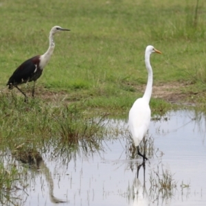 Ardea alba at Jerrabomberra Wetlands - 23 Jan 2024