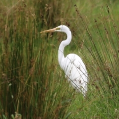 Ardea alba at Jerrabomberra Wetlands - 23 Jan 2024 12:18 PM