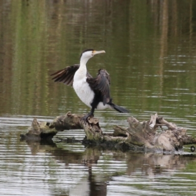 Phalacrocorax varius (Pied Cormorant) at Jerrabomberra Wetlands - 23 Jan 2024 by RodDeb