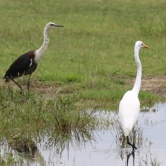 Ardea pacifica (White-necked Heron) at Fyshwick, ACT - 23 Jan 2024 by RodDeb