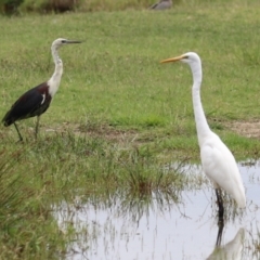 Ardea pacifica at Jerrabomberra Wetlands - 23 Jan 2024